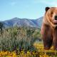 Grizzlybär: Beschreibung mit Fotos, wo er lebt, wie viel er wiegt, wie hoch ist die maximale Laufgeschwindigkeit eines Grizzlybären, sehen Sie sich das Video online an. Wie schnell schwimmt ein Bär?
