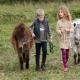 Një udhëtim në mini-kuajt në fermën Kostin Dvor