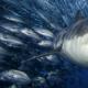Mythen über Haie Wenn ein Hai angreift, müssen Sie so tun, als wären Sie tot, und dann bleibt er hinter Ihnen zurück