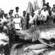 أكبر أسماك القرش التي تم صيدها على الإطلاق (10 صور)