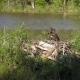 Beaver animal: description, photos, pictures, videos about the life of beavers, why they need a dam Where beavers build a dam and from what
