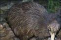 Zvieratá Nového Zélandu: popis a fotografie Aké zvieratá žijú na ostrove Nový Zéland