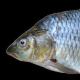 Žuvų klasifikacija ir asortimentas, žaliavų charakteristikos ir žuvies kokybės reikalavimai