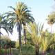 The best botanical gardens of the Costa Brava (list, addresses, photos, descriptions)