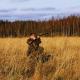 Features of autumn partridge hunting Partridge hunting in autumn
