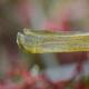 Pipefish Interesting facts about pipefish