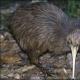 Animals of New Zealand: description and photos What animals live on the island of New Zealand