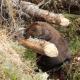 Canadian beaver: size, food, habitat and description